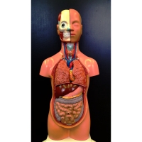 A321 Уменьшенная модель туловища, 12 частей, высота 50 см