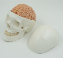 A1150B Классическая модель черепа с мозгом