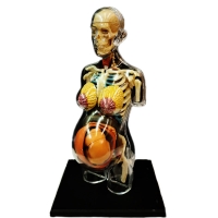 A319B Прозрачная модель торса беременной женщины, 37 частей