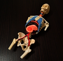 A319B Прозрачная модель торса беременной женщины, 37 частей