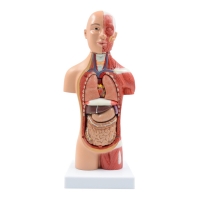 A323 Модель торса уменьшенного размера