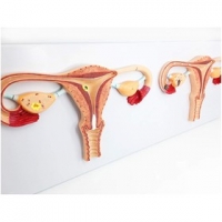 A589 Модель процесса оплодотворения