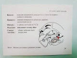 Анатомические карточки «Мышечная система человека»